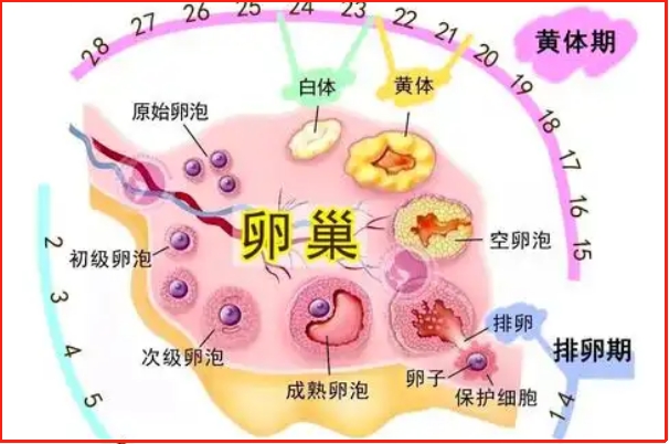黄体期促排胚胎成功率，具体概率会受到药物剂量、技术等影响