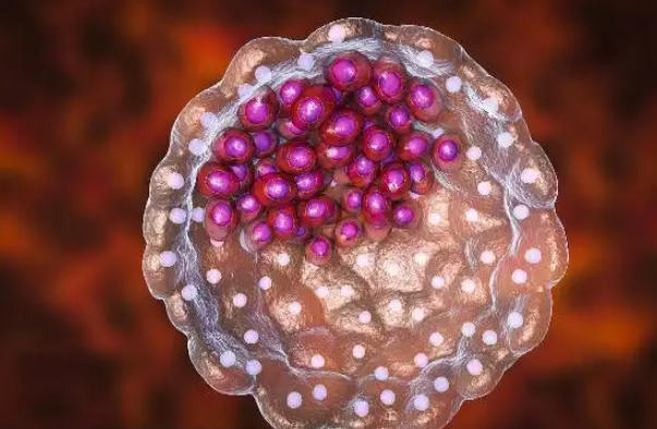 三代试管移植的是囊胚还是胚胎，具体选择还看患者的情况