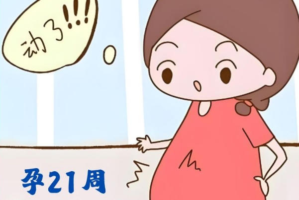 胚胎类型会影响试管移植孕期计算时间