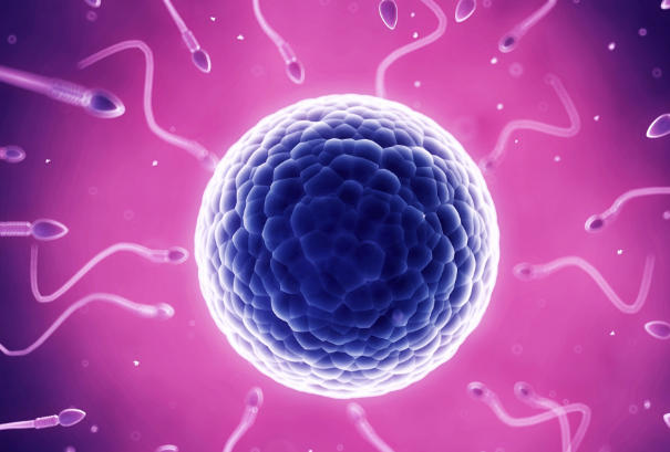 胚胎类型会影响孕期时间