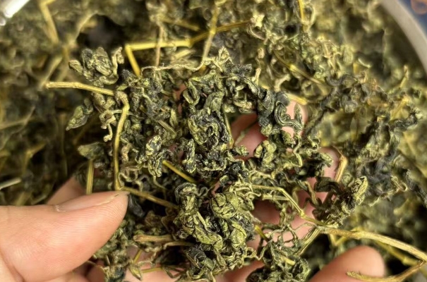 孕妇不能喝绞股蓝