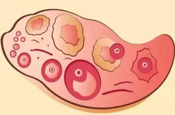 果纳芬可促进卵泡发育