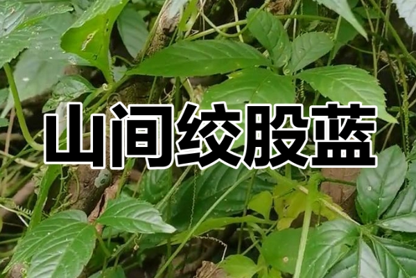 绞股蓝可能会损伤器官功能
