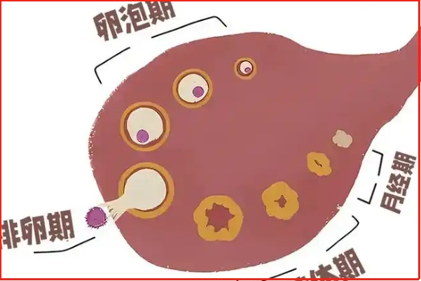 黄体期促排方案不适合所有患者