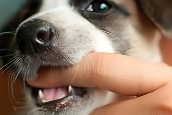 怀孕三个月的女性梦到狗咬自己是什么征兆？