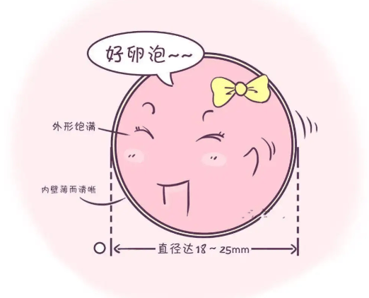 卵泡发育成熟才有受精几率