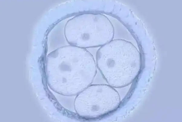 胚胎移植后后的48小时内是着床关键期