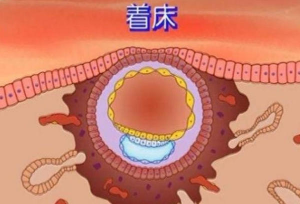 抓住胚胎着床时间有利于提高试管率