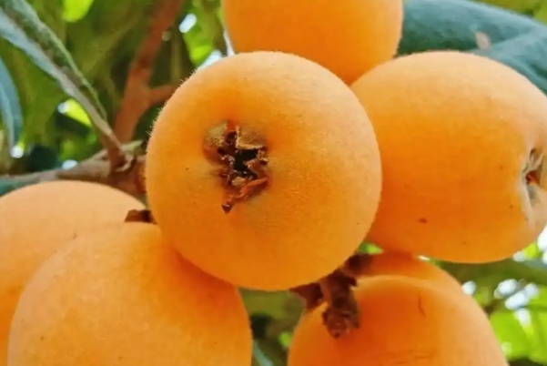 备孕期间可以吃枇杷