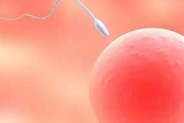 移植后第一天胚胎在干嘛？揭秘生命最初的悄悄话