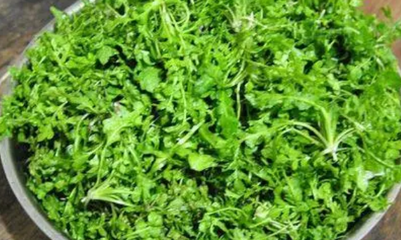 细说孕妇不能吃的三种野菜，错误食用对胎儿的危害真不小