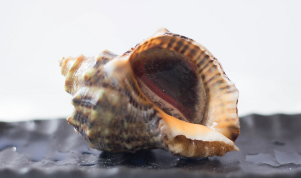 海螺有寄生虫