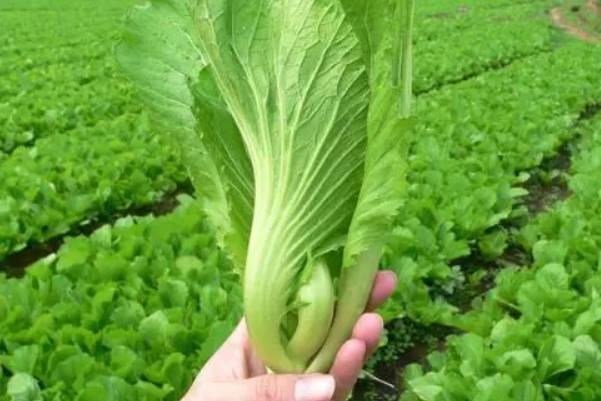 取卵后是能吃芥菜的