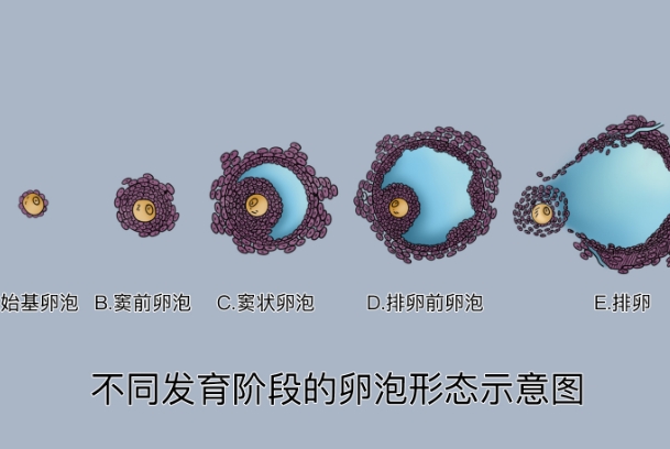卵泡正常大小参考值，了解女性生育力的关键指标