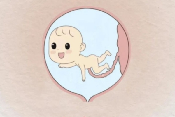 胎儿的性别是有精子决定的