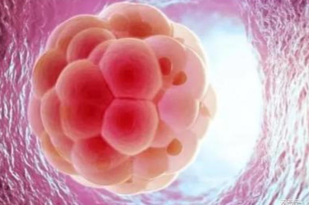 实验室会影响囊胚的成活率