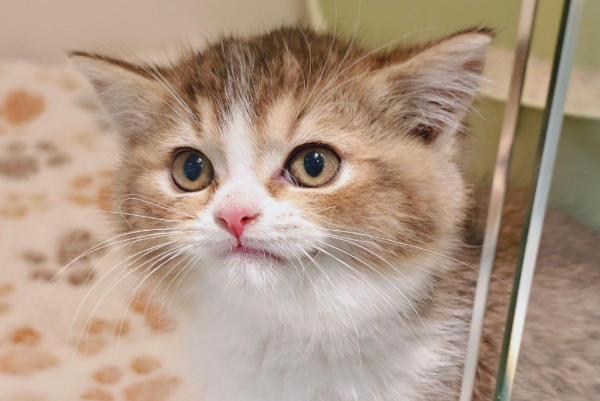 养猫备孕要做弓形虫检查