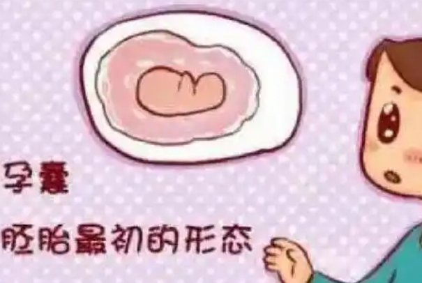 网上流传B超显示下的孕囊越圆说明胚胎质量越好是真的吗？