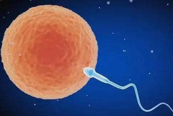 精子和卵子自由结合形成受精卵