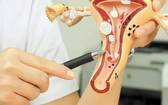 子宫是人体的重要器官