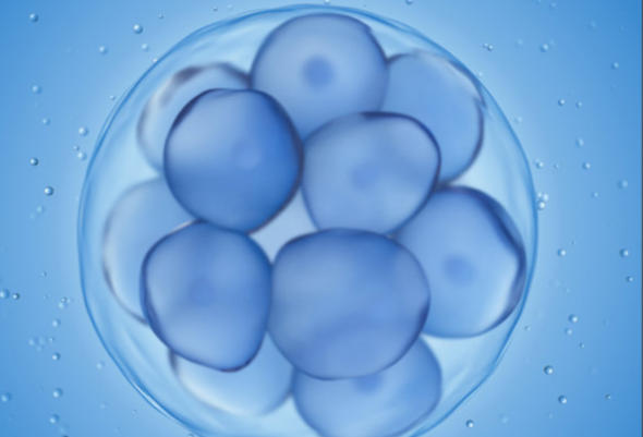 冻胚移植后几天能测出两道杠？一文讲清所有疑惑