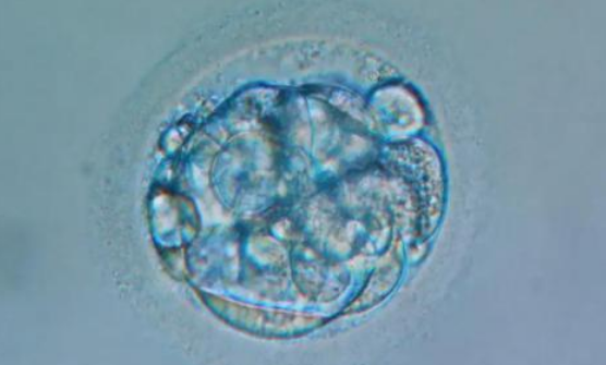 胚胎移植到子宫通常需要7-10天