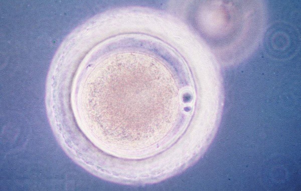 为什么34岁女性第二次移植囊胚更容易成功呢？