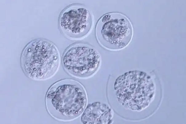 丈夫去世医院拒绝为妻子胚胎移植，处置权背后法律与伦理困局