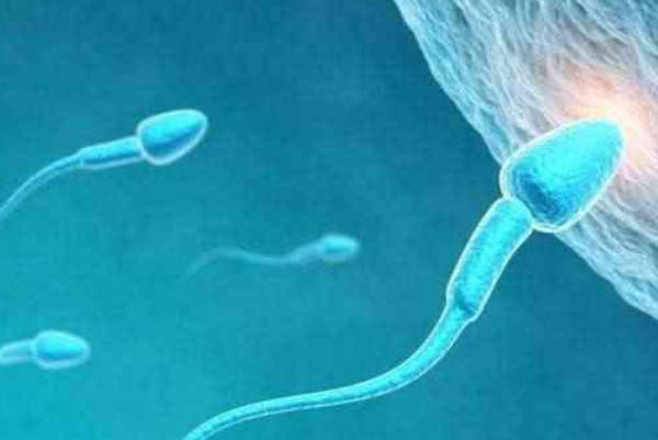 男性泌乳素偏高：对精子质量与活力的潜在影响及解析