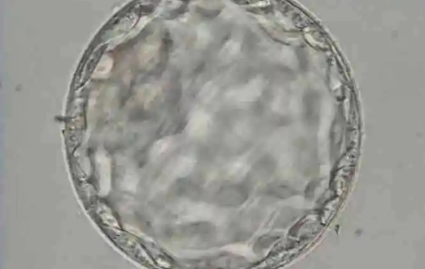 囊胚的发育阶段数字越大发育越成熟