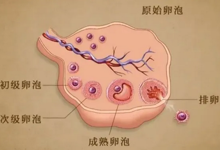 有子宫内膜炎促排时选择短方案是不是卵泡数量更多？