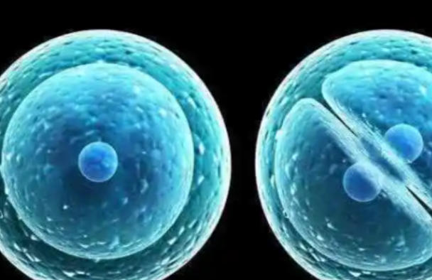 胚胎着床成功率受个体差异影响