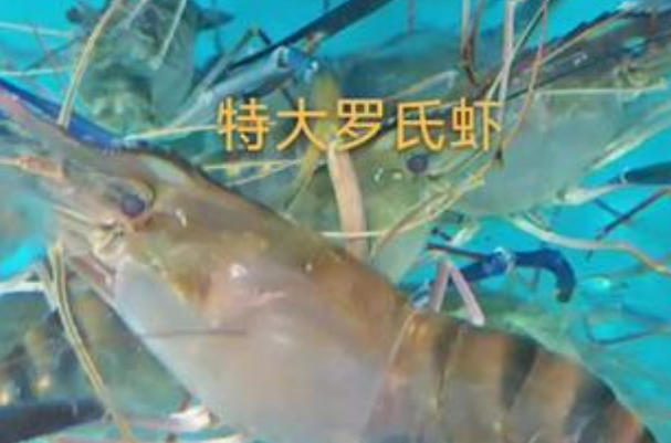 备孕期间可以适量吃罗氏虾