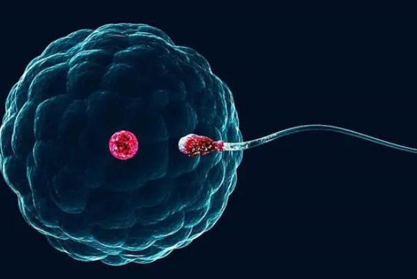 胚胎移植失败后可能会自然降解