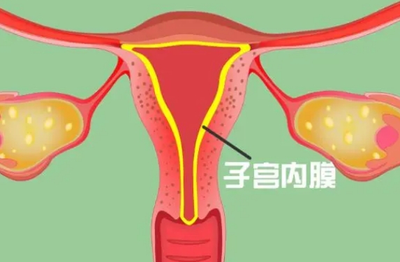 卵泡大小与内膜厚度对照表，正常情况下两者是同步发育