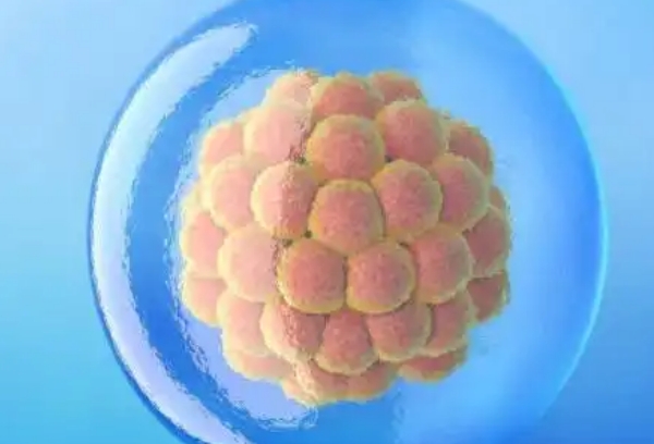 7天的囊胚质量如何，受多种因素影响因人而异