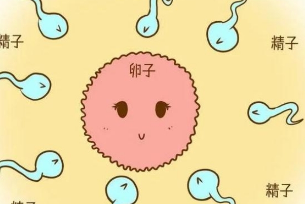 取卵后一般需要1-2周恢复期