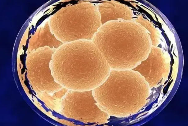 8细胞2级胚胎可以进行移植