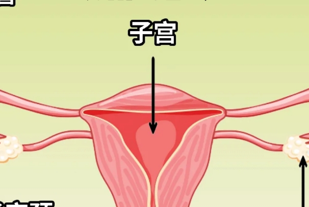 子宫内膜薄可以做试管婴儿