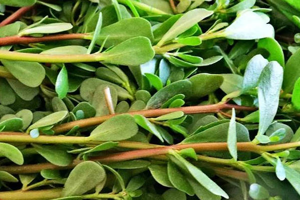 孕妇需要禁止吃茄子