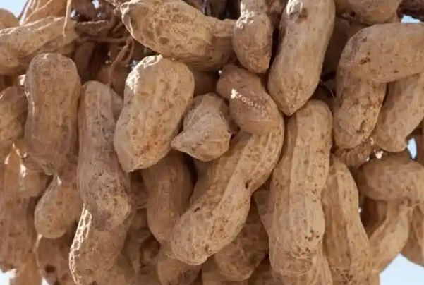 备孕可以吃炒花生还是生花生？一文教你零食如何选择