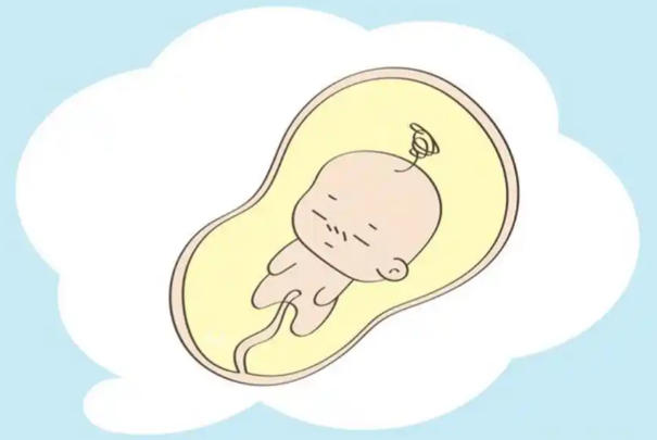 胚胎移植24小时内正在找寻着床点