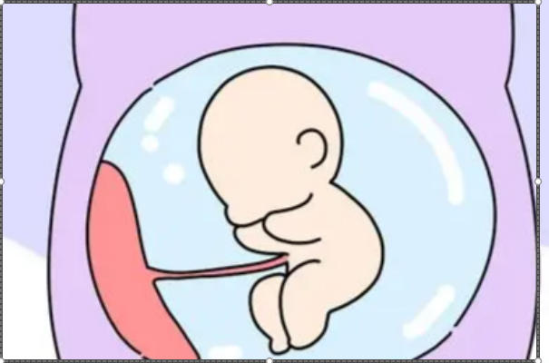 胚胎移植全解析：流程、护理与成功率的关键要素