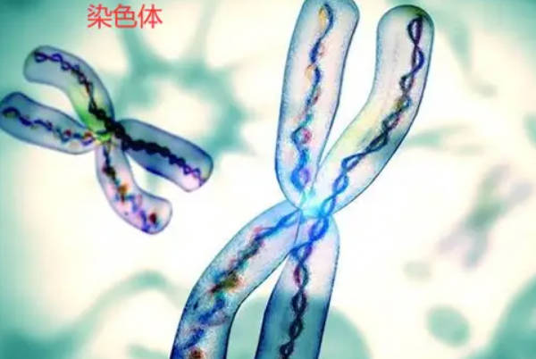 抽血检查可以鉴别胎儿的性别