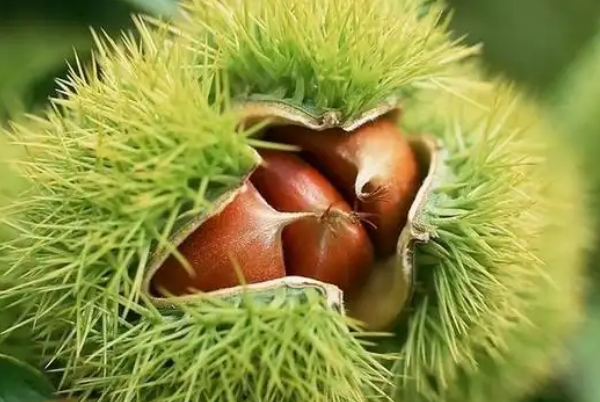 板栗膳食纤维高