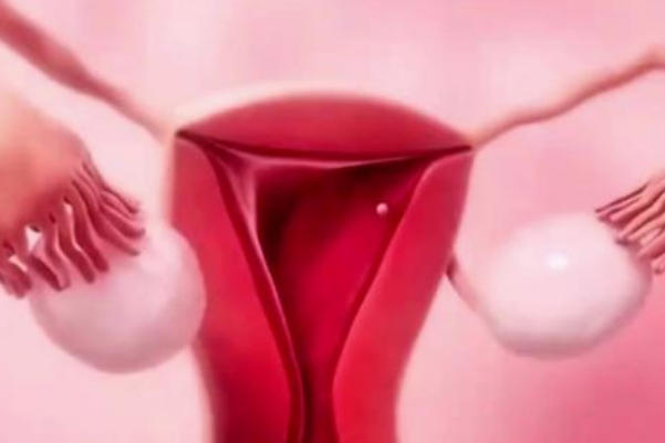 良好的子宫内膜环境有利于胚胎着床