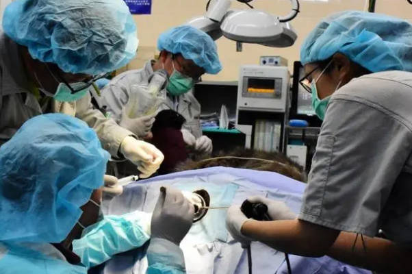 淄博中心医院做人授要花6千元