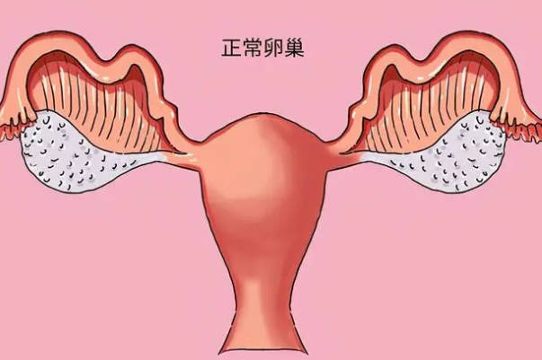 amh0.34储备功能衰竭看这，想增加卵泡数量试试Q10+DHEA促排