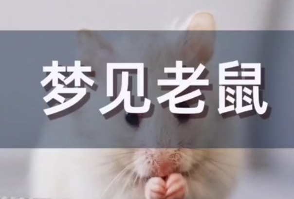 民间流传备孕期间梦见老鼠是受孕成功了是真的吗?