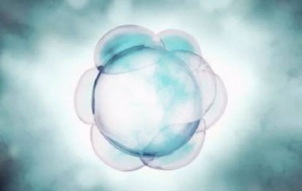 人体免疫系统对精子或卵子产生异常反应
